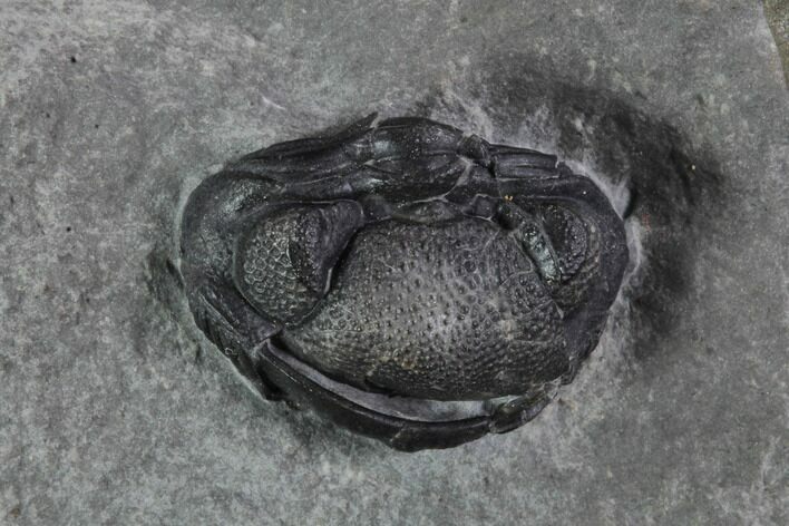 Enrolled Eldredgeops (Phacops) Trilobite - New York #95938